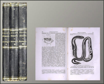 Milne Edwards, H(enri): -Elémens de zoologie, ou leçons sur l'anatomie, la physiologie, la classification et les moeurs des animaux.