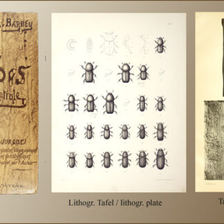 Barbey, Auguste: -Les Scolytides de l'Europe centrale –