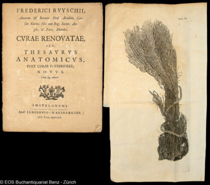 Ruysch, Frederik: -Curae renovatae seu,