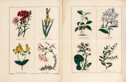 Maund, B(enjamin), Hrsg.:  The Botanic Garden; consisting of Highly Finished Representations of Hardy Ornamental Flowering Plants, Cultivated in Great Britain. – Bild 2